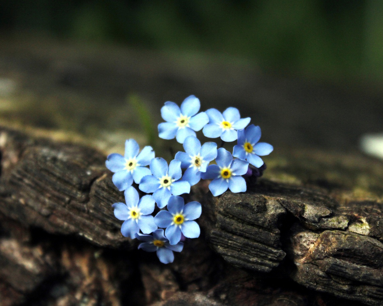 Small and beautiful forget-me-flowers HD wallpaper #18 - 1280x1024