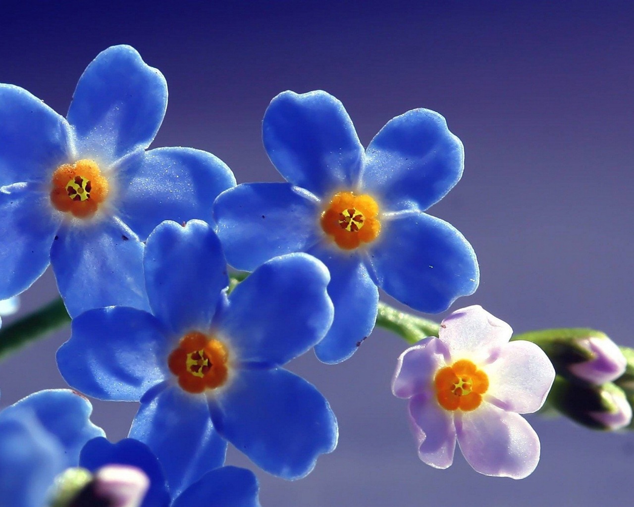小巧秀麗的勿忘我鮮花 高清壁紙 #19 - 1280x1024