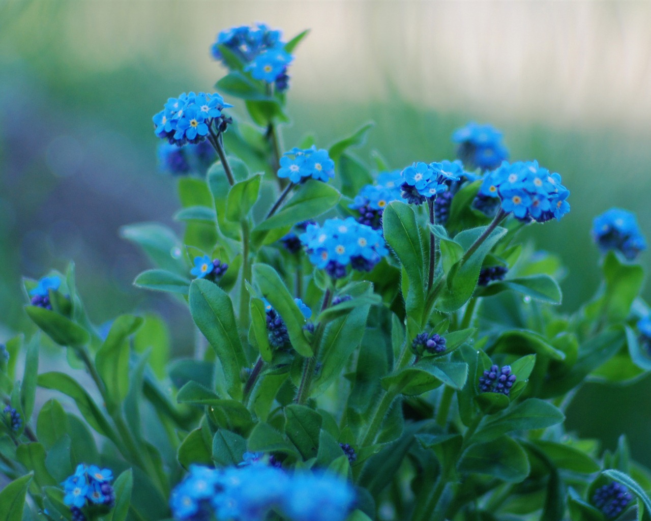 Small and beautiful forget-me-flowers HD wallpaper #20 - 1280x1024