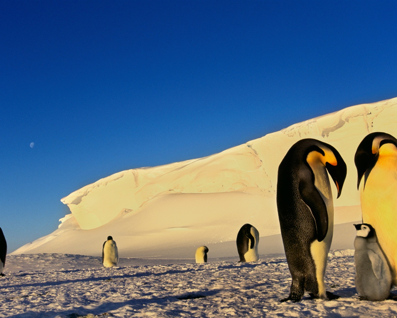 Windows 8 壁纸：南极洲，冰雪风景，南极企鹅3 - 1280x1024