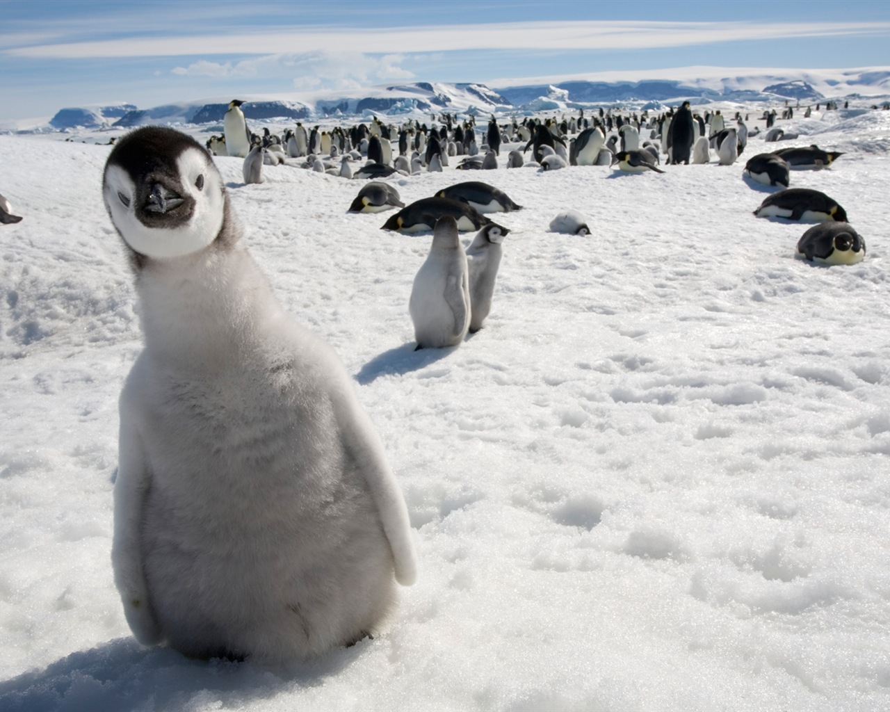 윈도우 8 배경 화면 : 남극, 눈 풍경, 남극 펭귄 #4 - 1280x1024