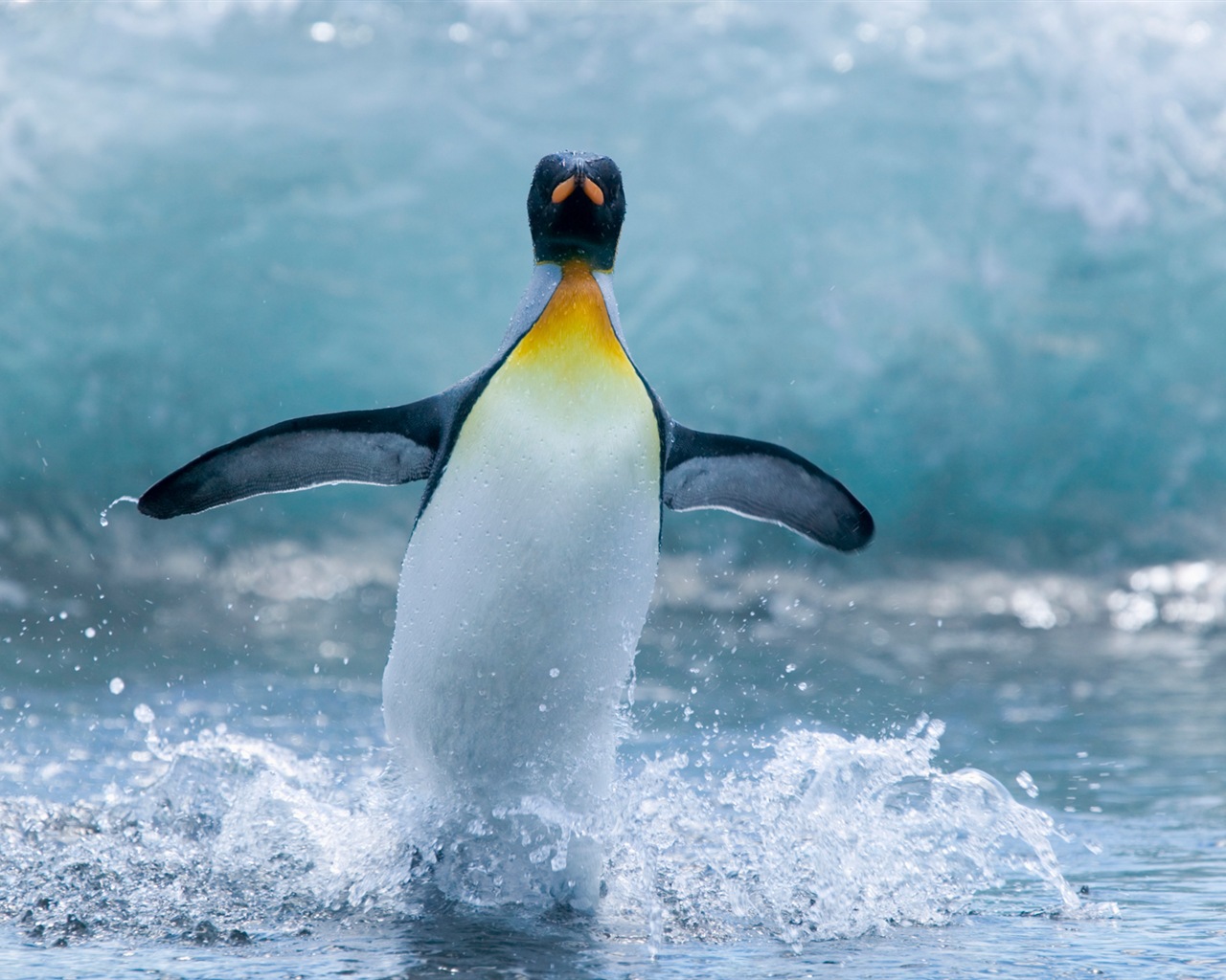 Windows 8 壁紙：南極洲，冰雪風景，南極企鵝 #6 - 1280x1024