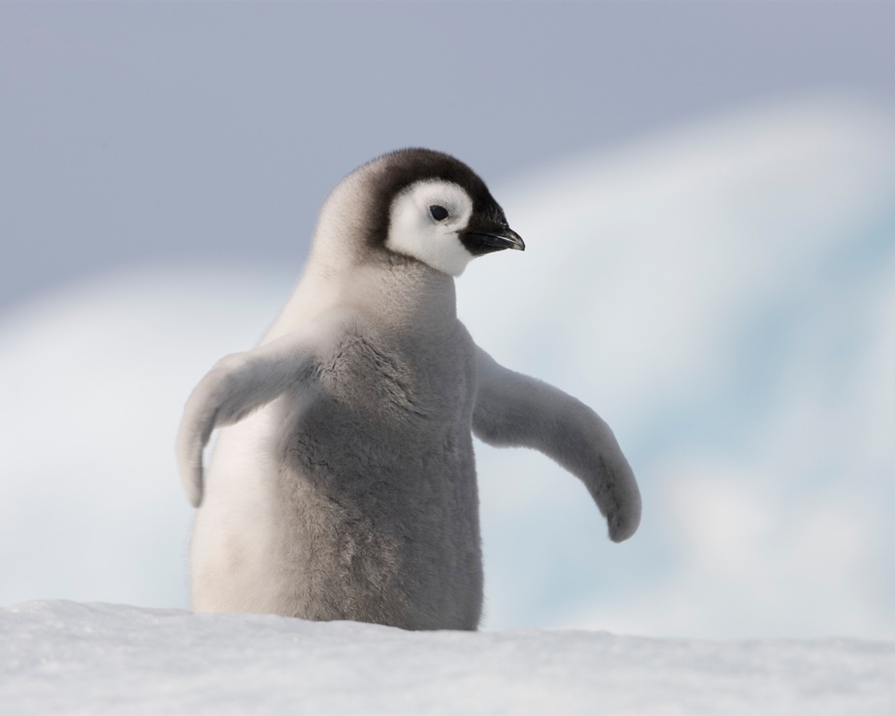 Windows 8 壁紙：南極洲，冰雪風景，南極企鵝 #8 - 1280x1024