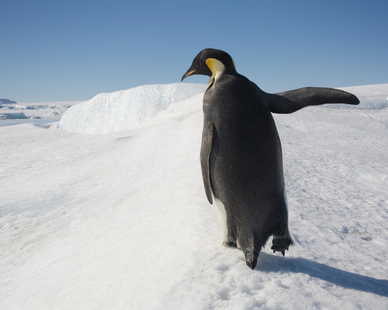 Windows 8 壁紙：南極洲，冰雪風景，南極企鵝 #10 - 1280x1024