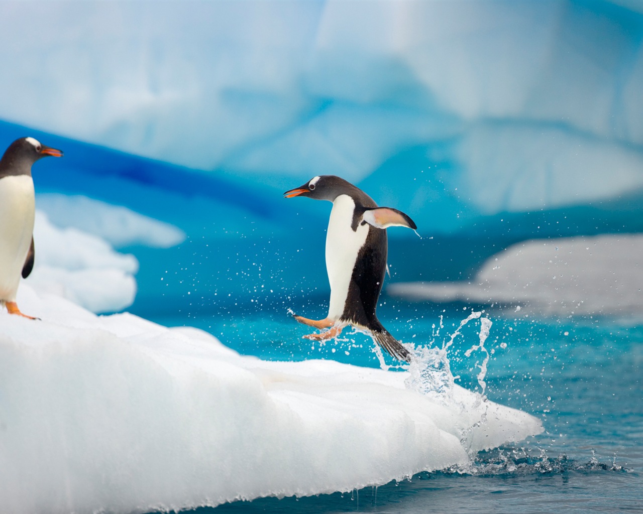 Fonds d'écran Windows 8: l'Antarctique, des paysages de neige, pingouins en Antarctique #12 - 1280x1024