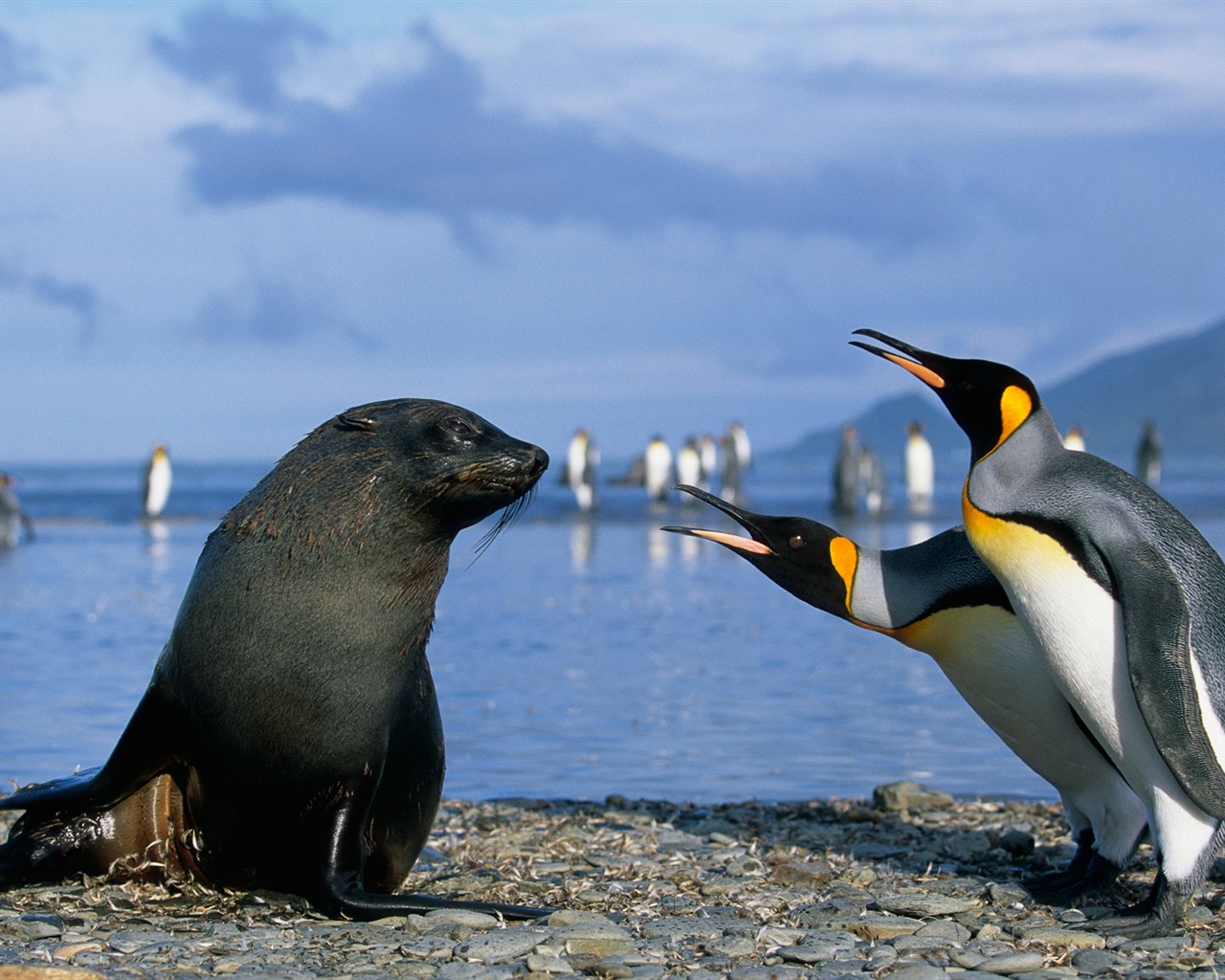 Windows 8 壁紙：南極洲，冰雪風景，南極企鵝 #14 - 1280x1024