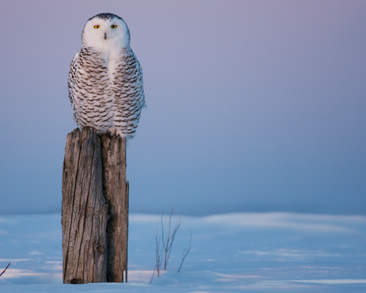 Windows 8 Wallpapers: Arctic, the nature ecological landscape, arctic animals #2 - 1280x1024