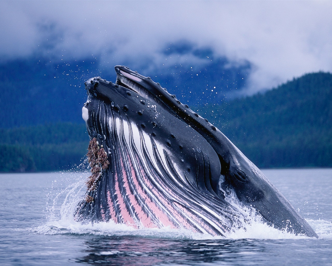 Windowsの8壁紙：北極、自然生態系の風景、北極の動物たち #4 - 1280x1024