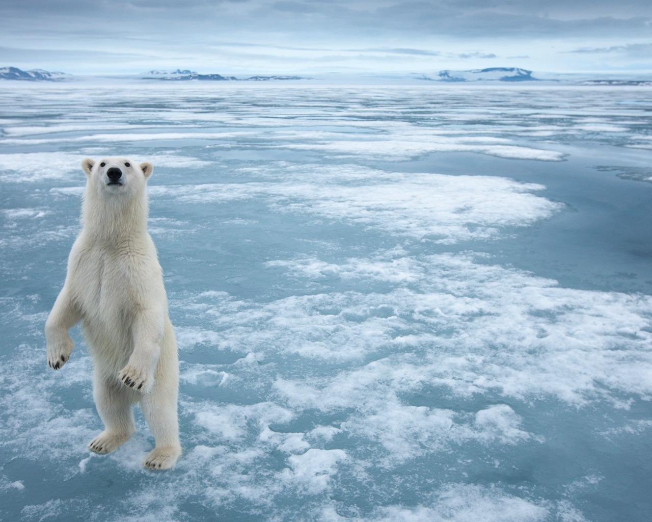 Windows 8 na plochu: Arctic, příroda ekologické krajiny, polární zvířata #6 - 1280x1024
