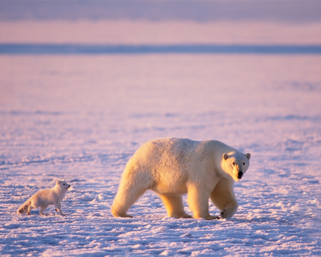 Windows 8 na plochu: Arctic, příroda ekologické krajiny, polární zvířata #10 - 1280x1024