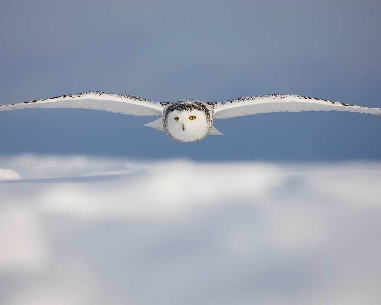 Windows 8 Wallpapers: Arctic, the nature ecological landscape, arctic animals #12 - 1280x1024