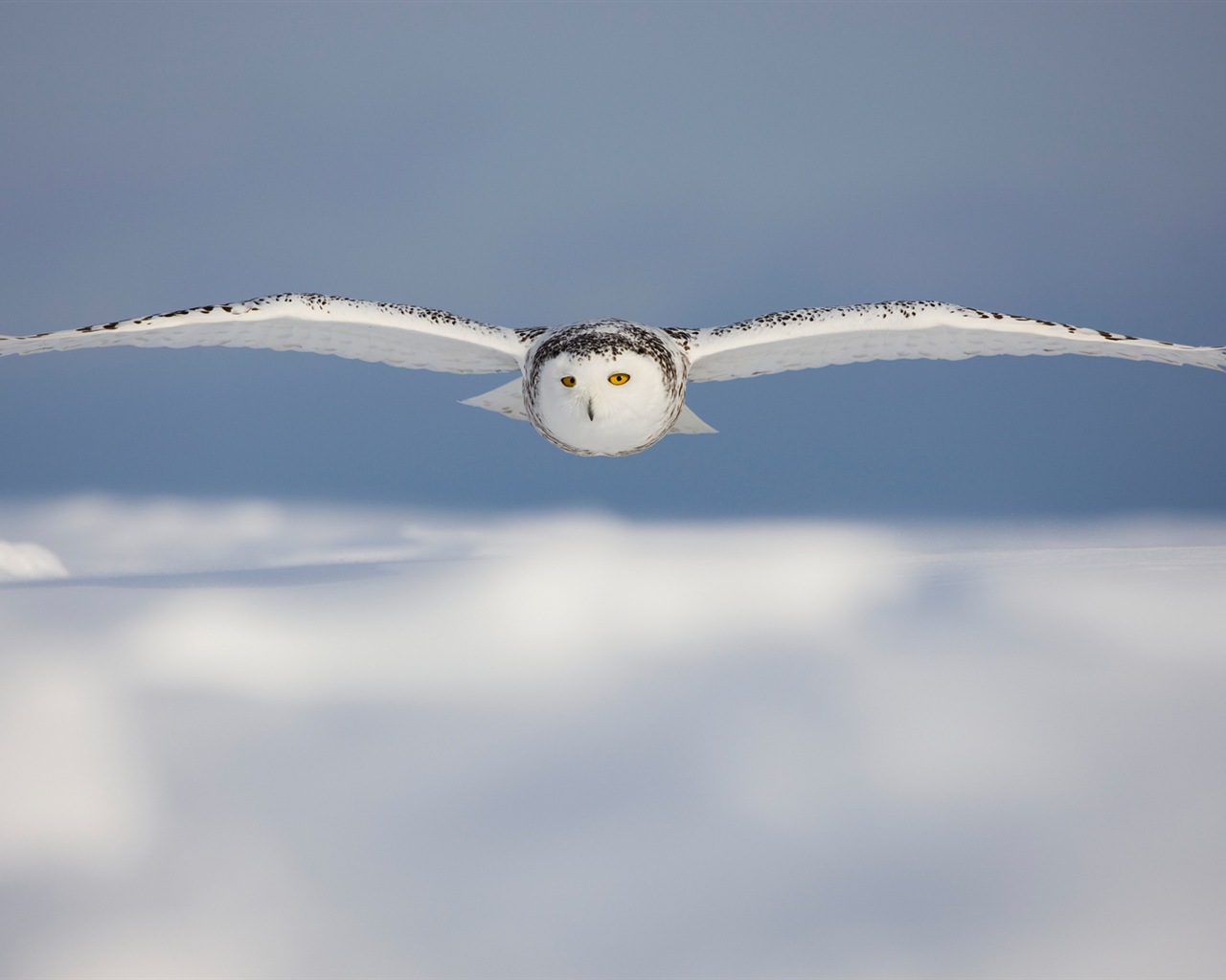 Fonds d'écran Windows 8: l'Arctique, le paysage de nature écologique, animaux arctiques #12 - 1280x1024