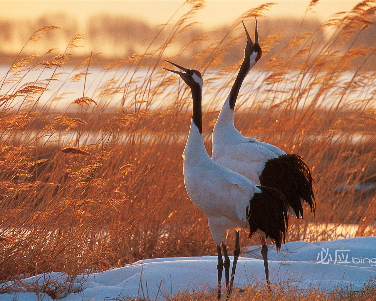 Bing selection best HD wallpapers: China theme wallpaper (2) #6 - 1280x1024