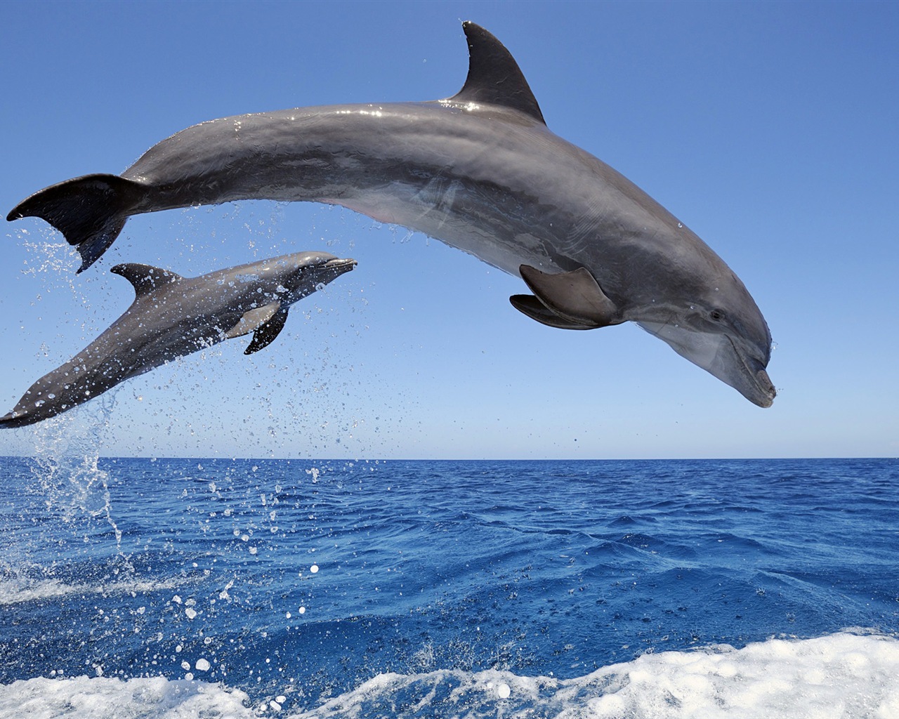 Fond d'écran thème Windows 8: les dauphins élégantes #1 - 1280x1024