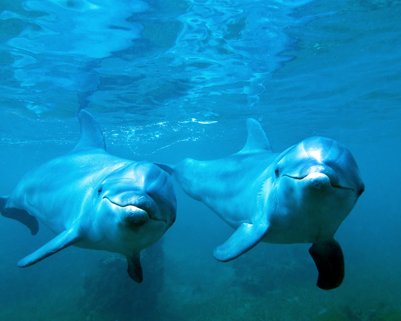 Windows 8 theme wallpaper: elegant dolphins #2 - 1280x1024