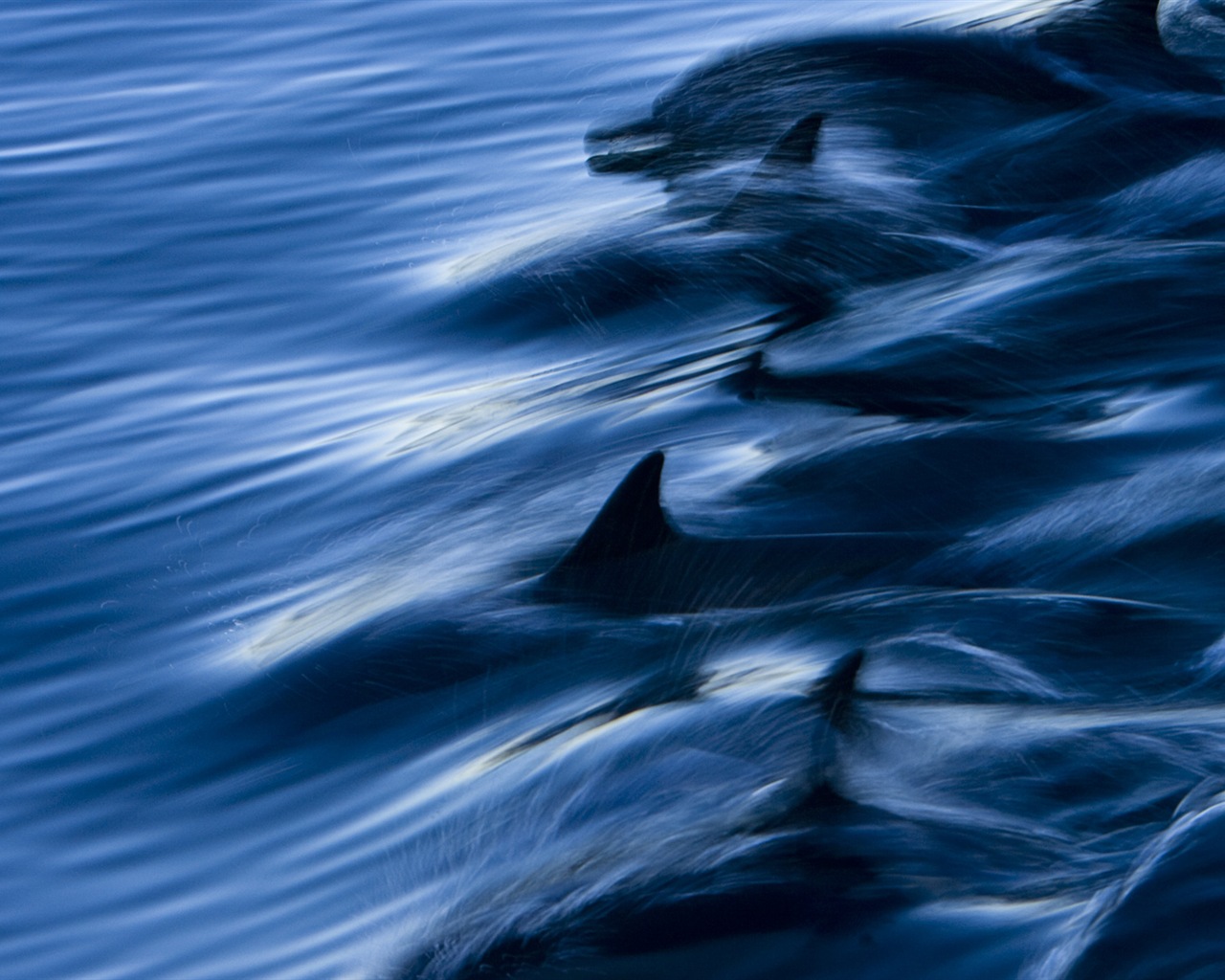 Windows 8 主題壁紙：優雅的海豚 #3 - 1280x1024