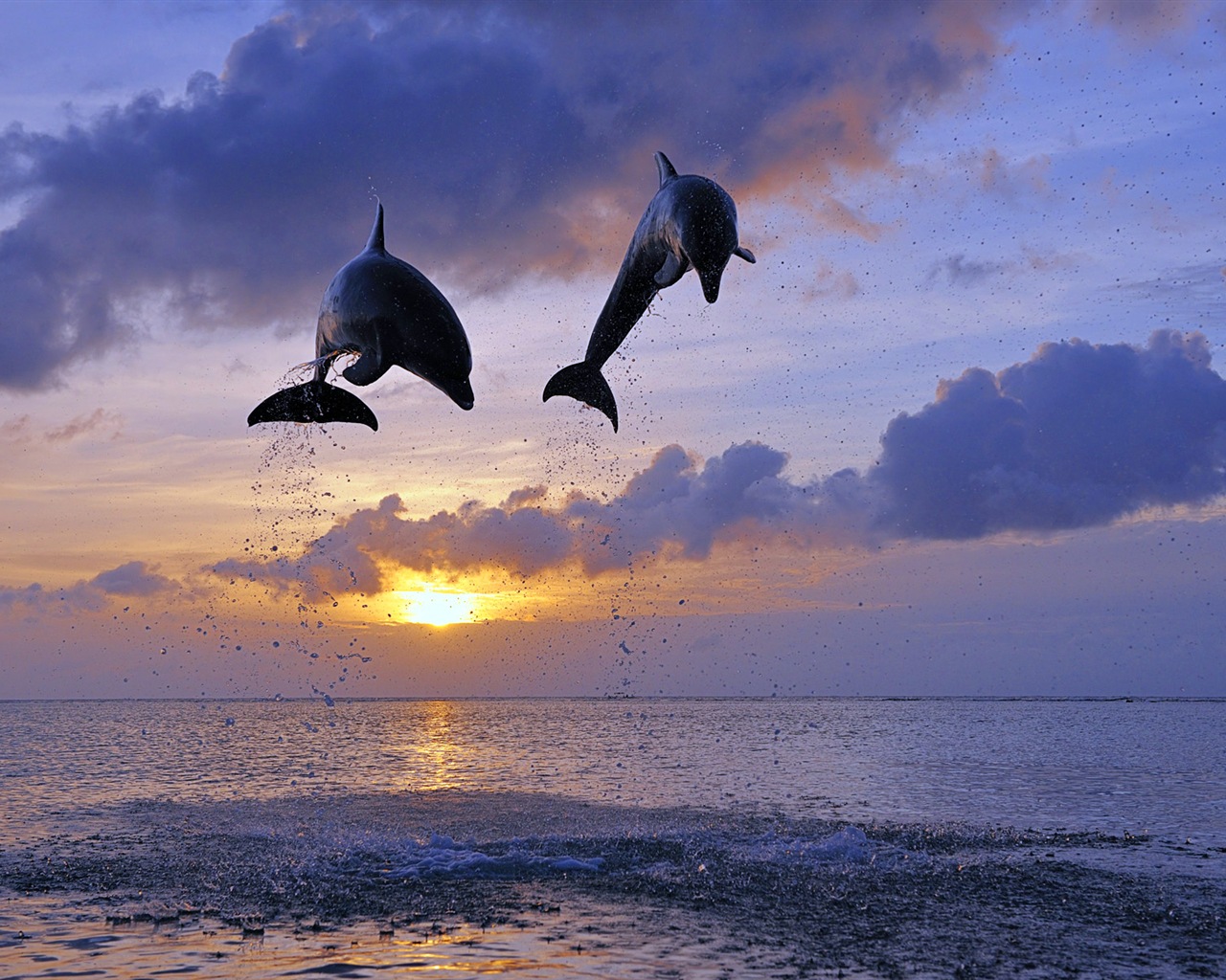 Windows 8 theme wallpaper: elegant dolphins #4 - 1280x1024