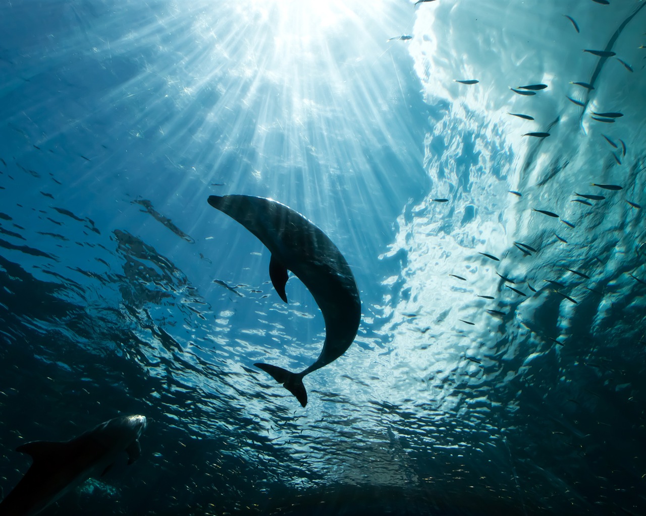 Windows 8 tema wallpaper: delfines elegantes #5 - 1280x1024