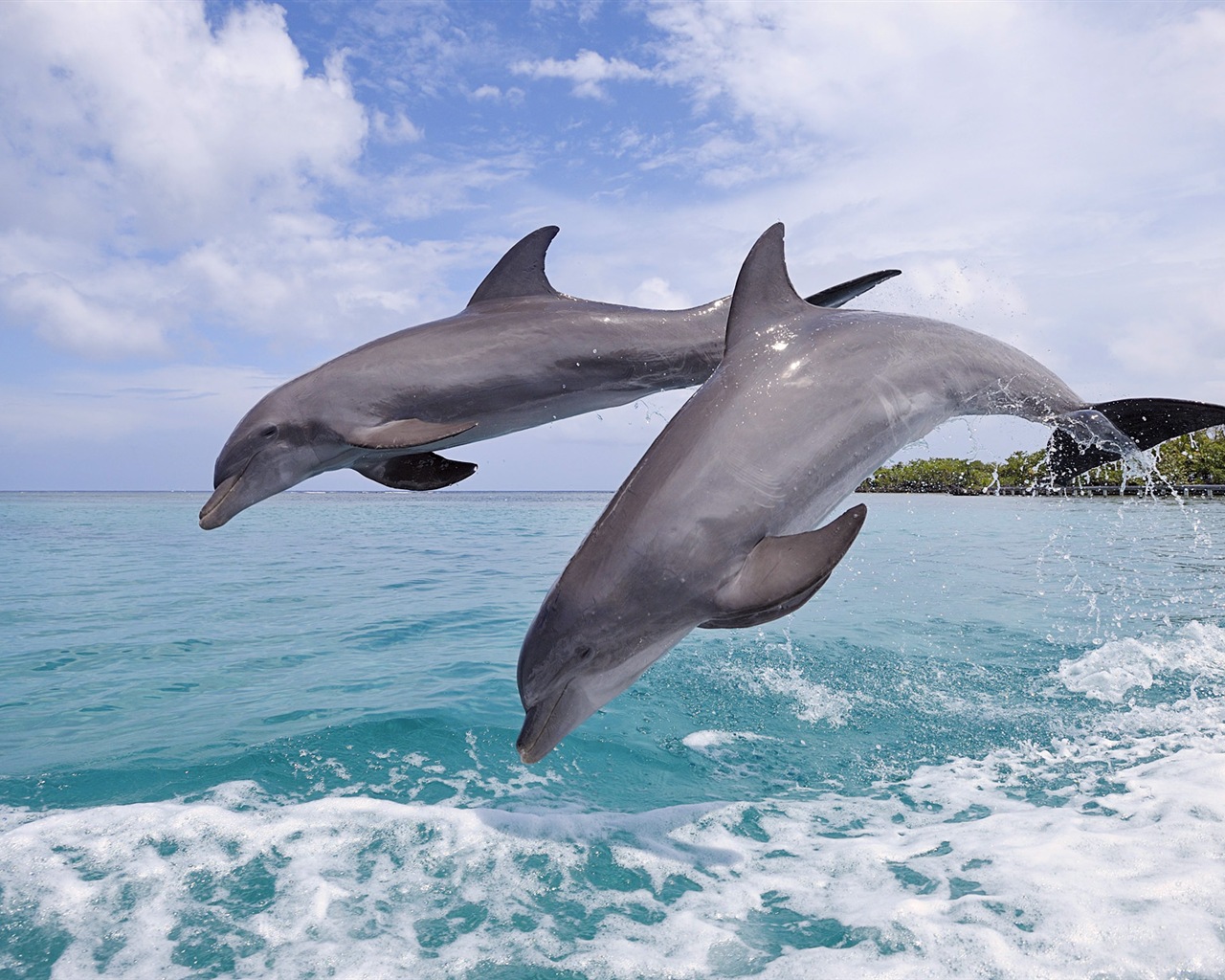 Windows 8 theme wallpaper: elegant dolphins #6 - 1280x1024