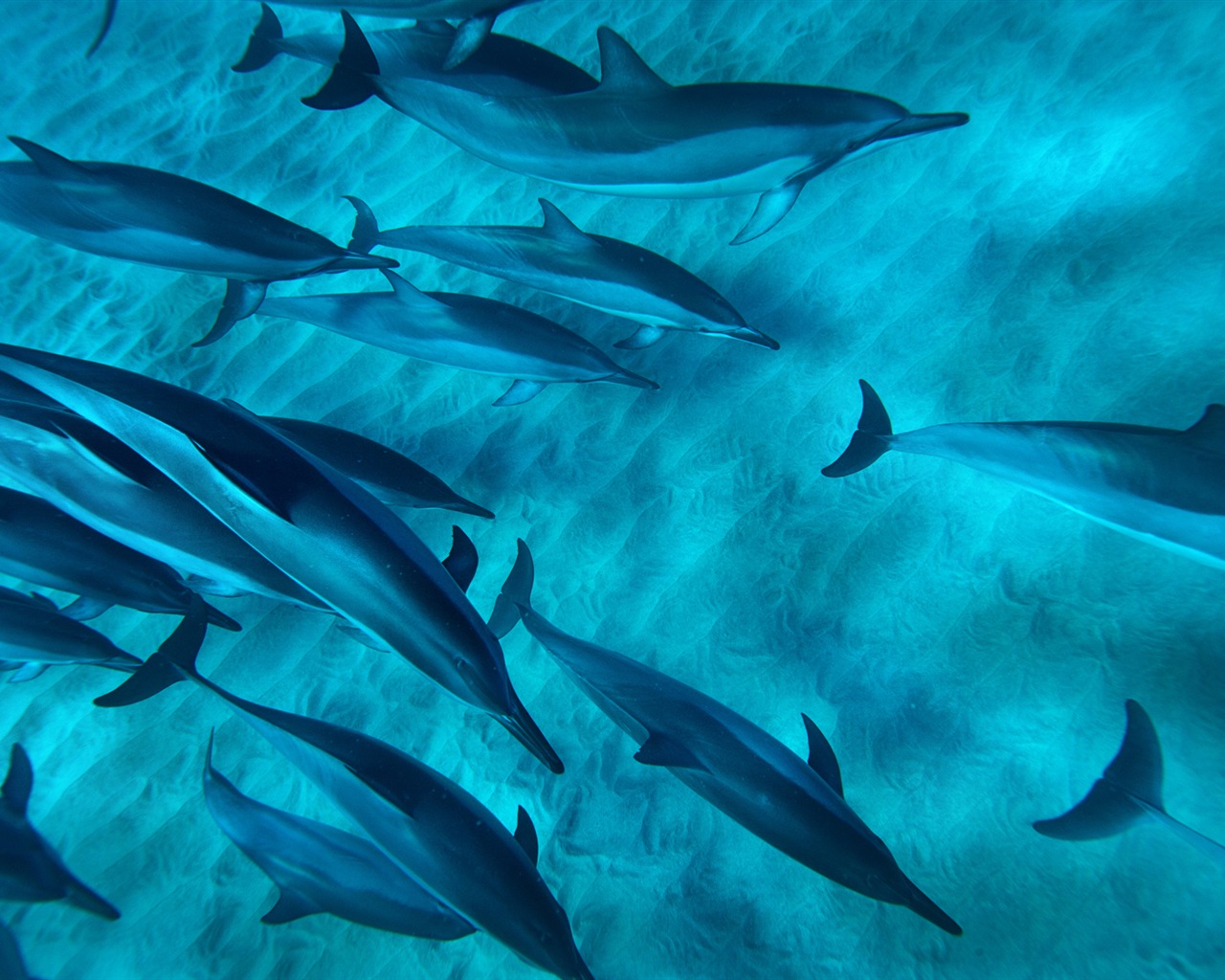 Windows 8 tema wallpaper: delfines elegantes #7 - 1280x1024