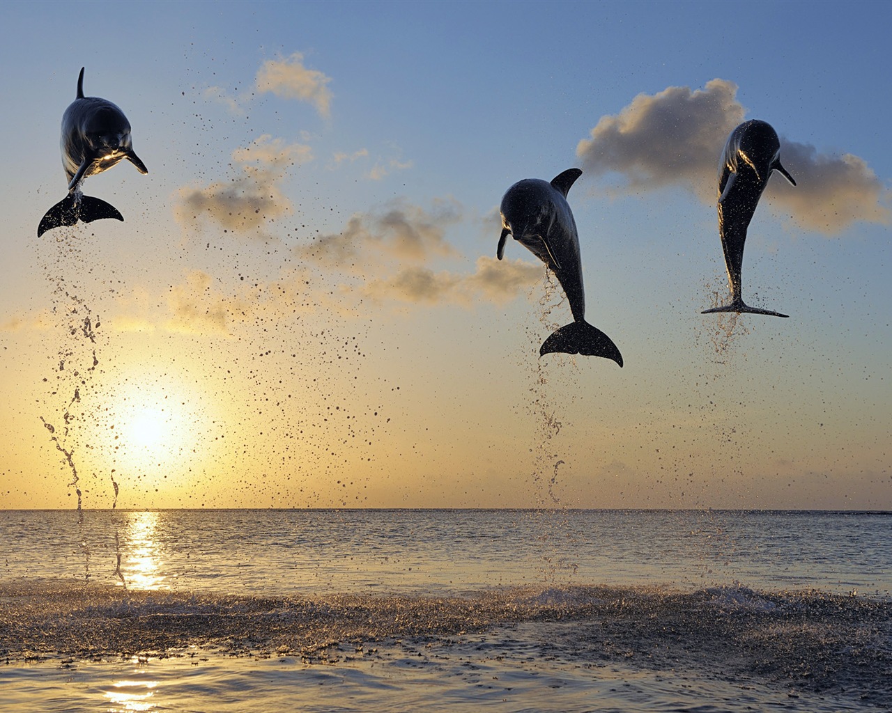 Windows 8 tema wallpaper: delfines elegantes #8 - 1280x1024