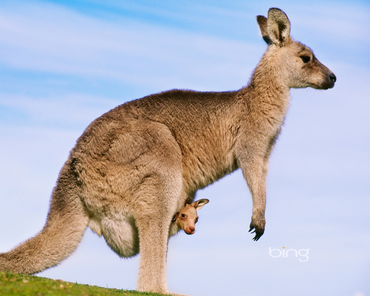 Bing 必應澳大利亞主題高清壁紙，動物，自然，建築 #1 - 1280x1024