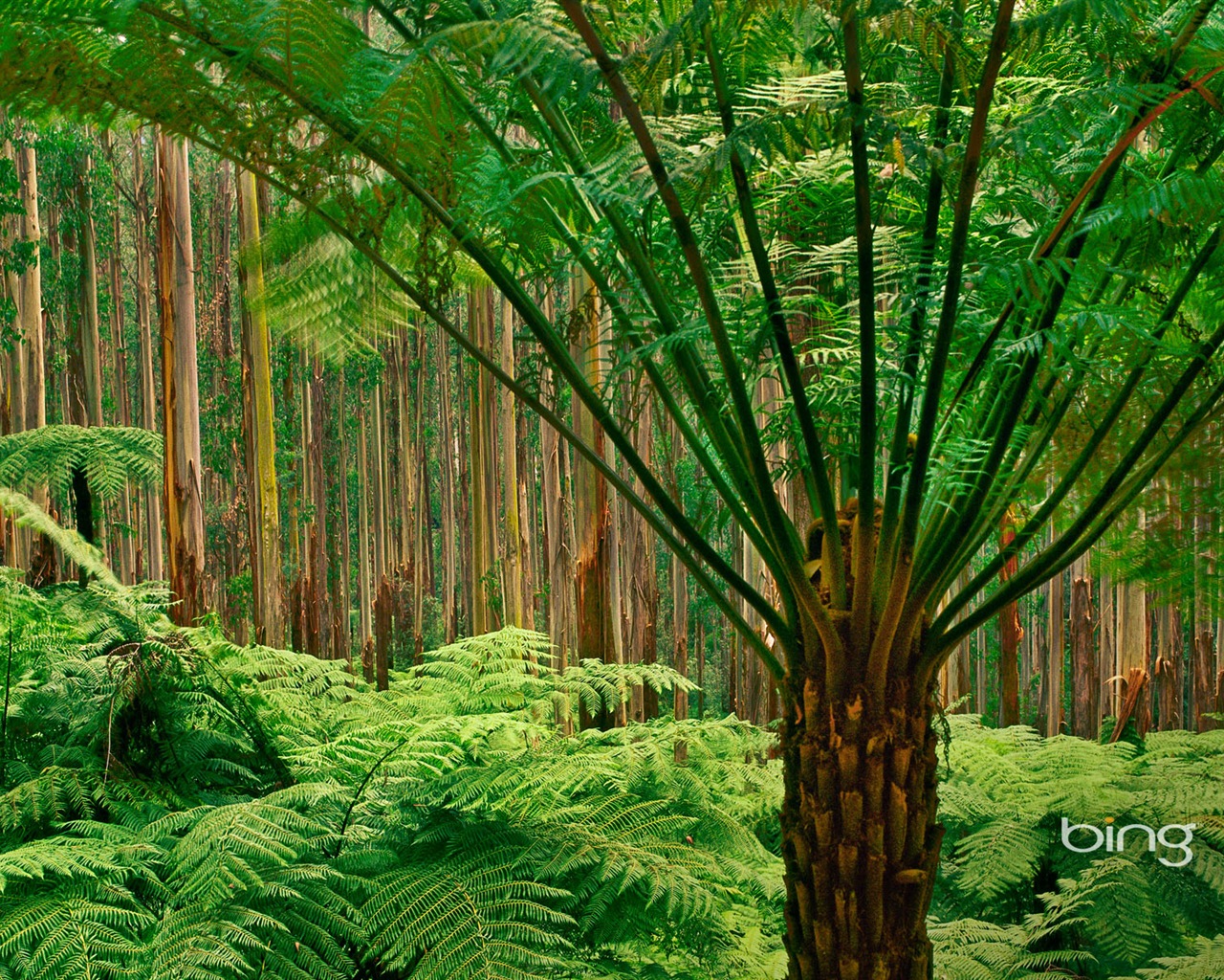 Bing Australia theme HD wallpapers, animals, nature, buildings #2 - 1280x1024
