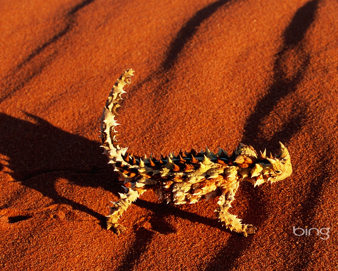 Bing 必應澳大利亞主題高清壁紙，動物，自然，建築 #7 - 1280x1024