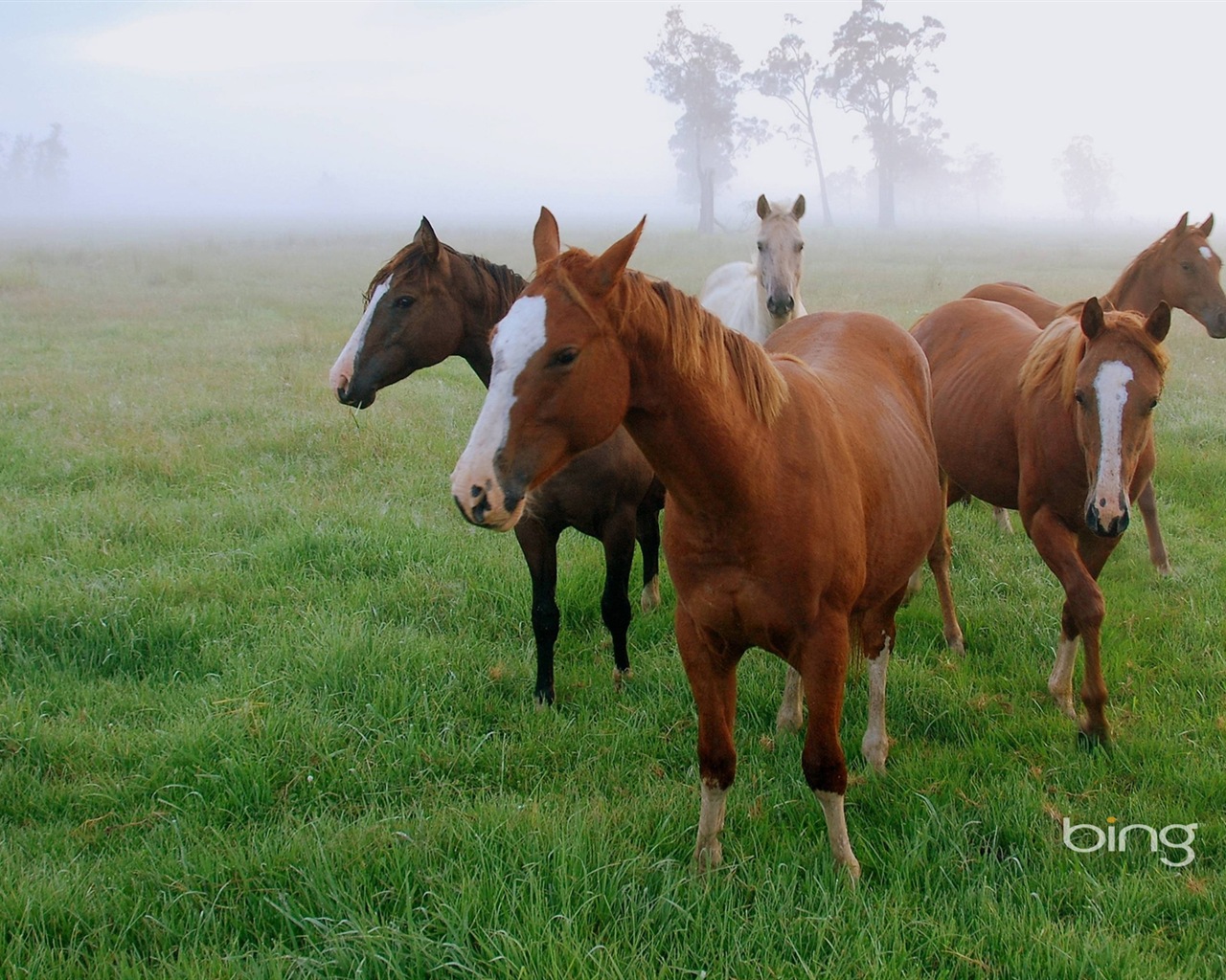 Bing Australia theme HD wallpapers, animals, nature, buildings #9 - 1280x1024