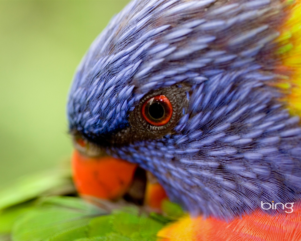 Bing Australie thème fonds d'écran HD, animaux, nature, bâtiments #13 - 1280x1024