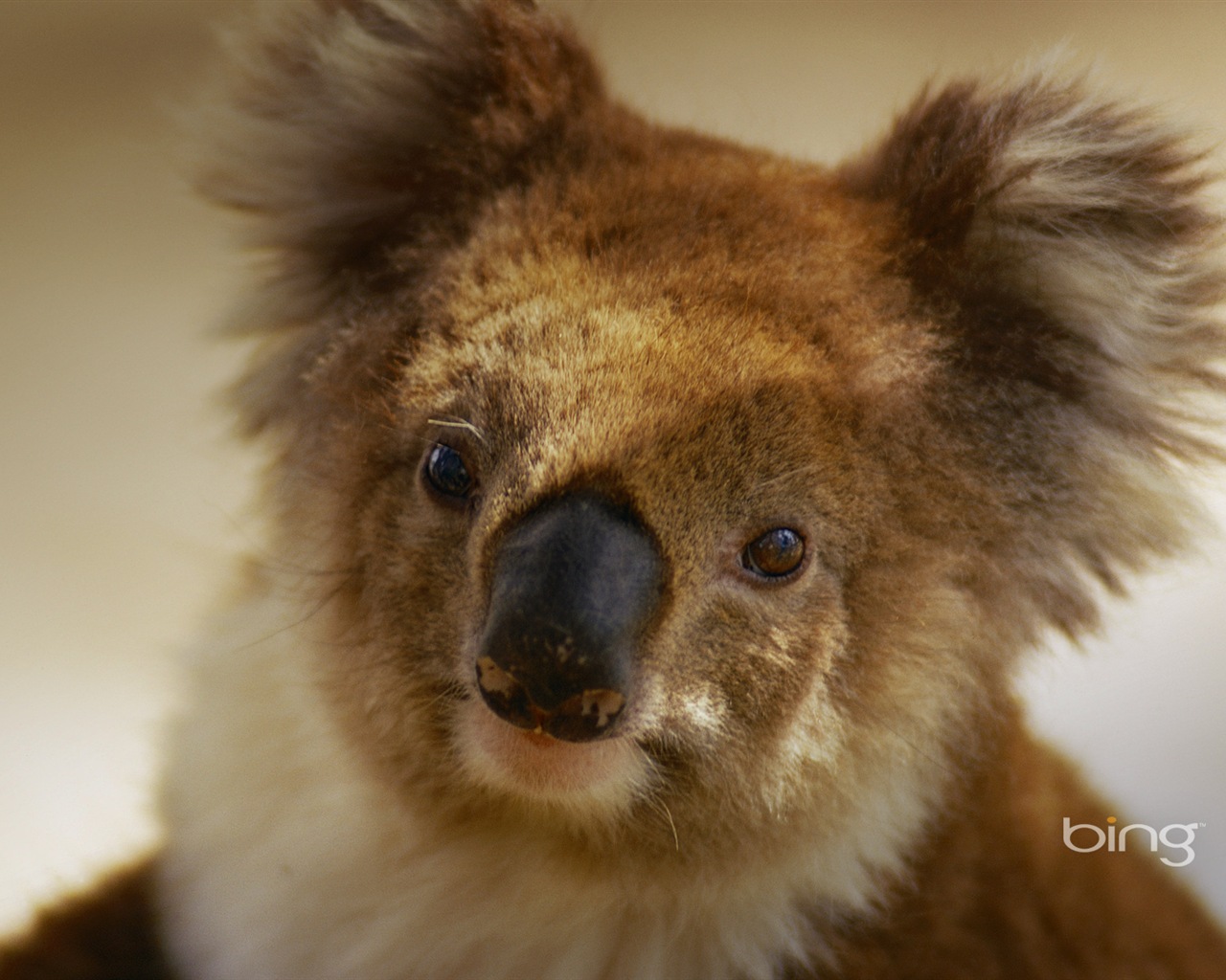 Microsoft Bing thème fonds d'écran HD, l'Australie, ville, paysage, animaux #3 - 1280x1024