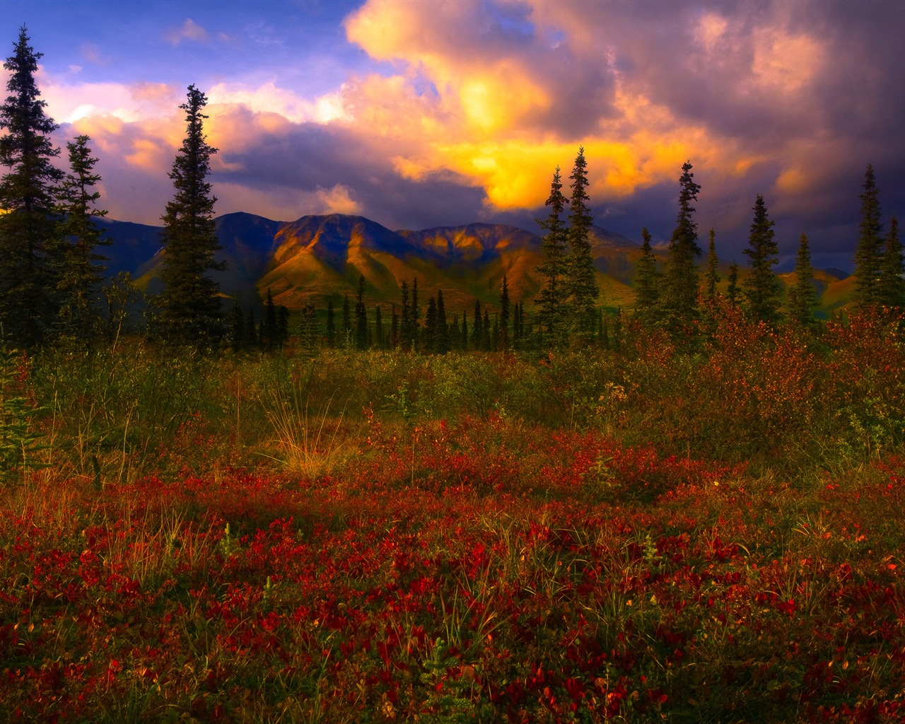 Denali National Park HD Tapety #12 - 1280x1024