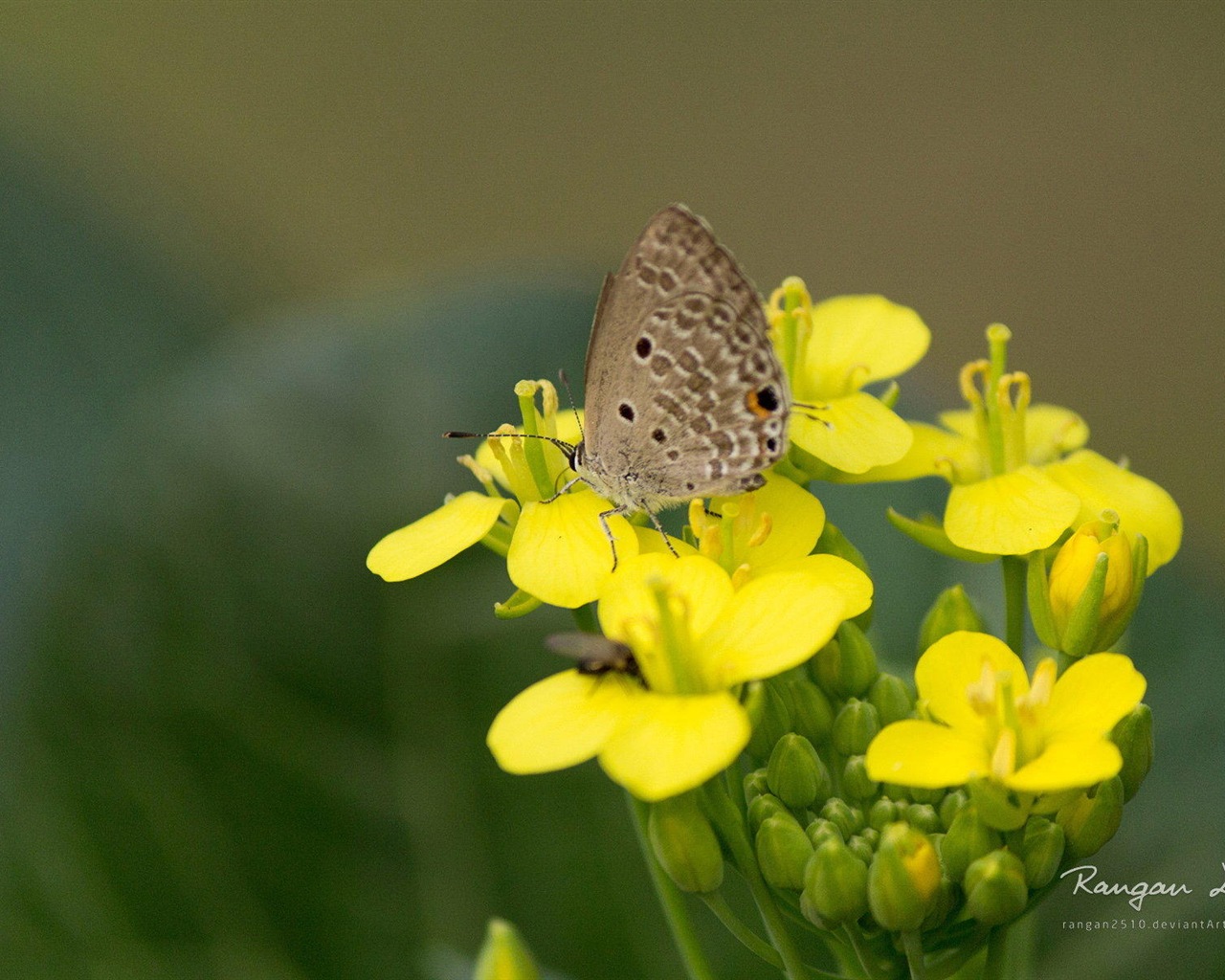 Windows 8 花鳥蝴蝶高清壁紙 #2 - 1280x1024