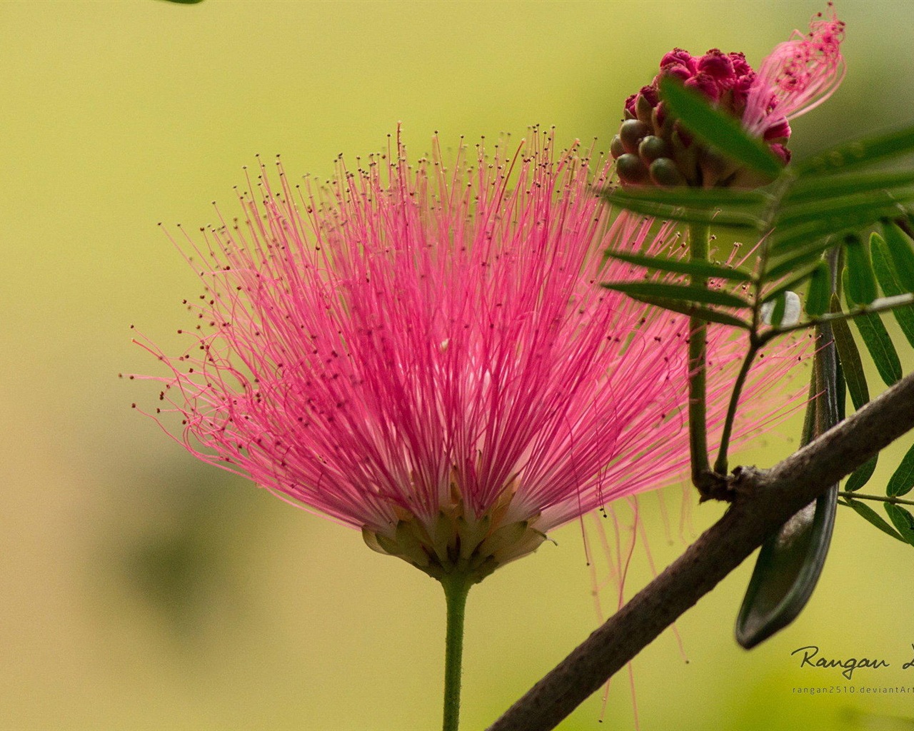 Windows 8 花鳥蝴蝶高清壁紙 #7 - 1280x1024