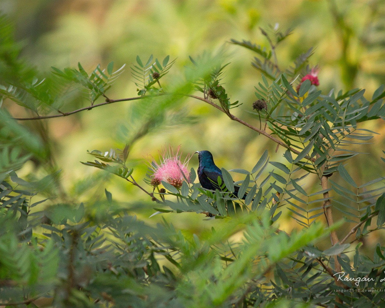 Windows 8 花鳥蝴蝶高清壁紙 #17 - 1280x1024