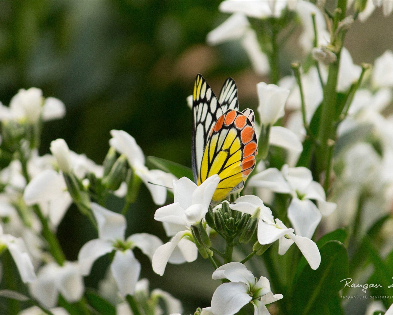 Windows 8 花鳥蝴蝶高清壁紙 #20 - 1280x1024