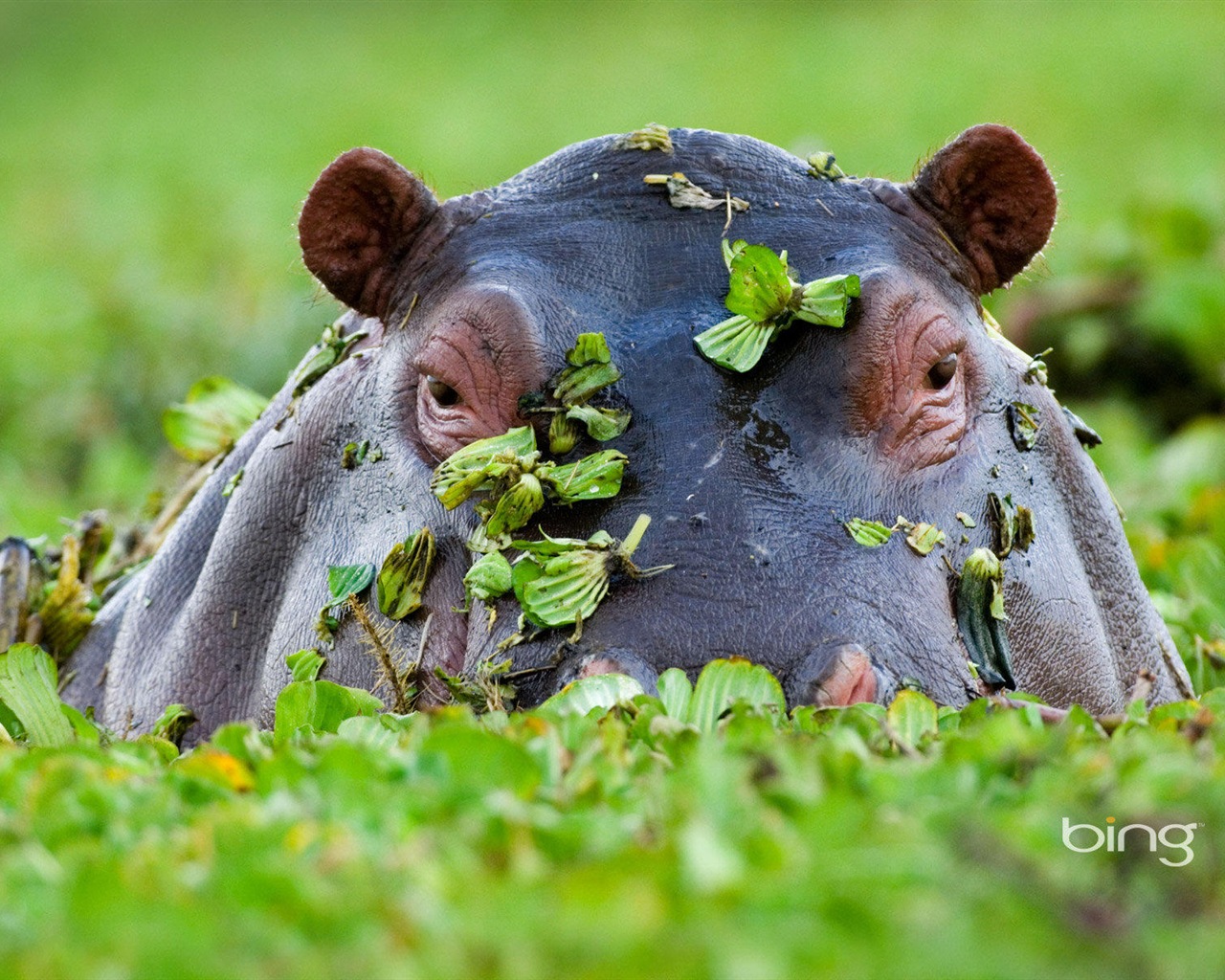 2013 Bing animaux officielles et fonds d'écran HD de paysage #2 - 1280x1024