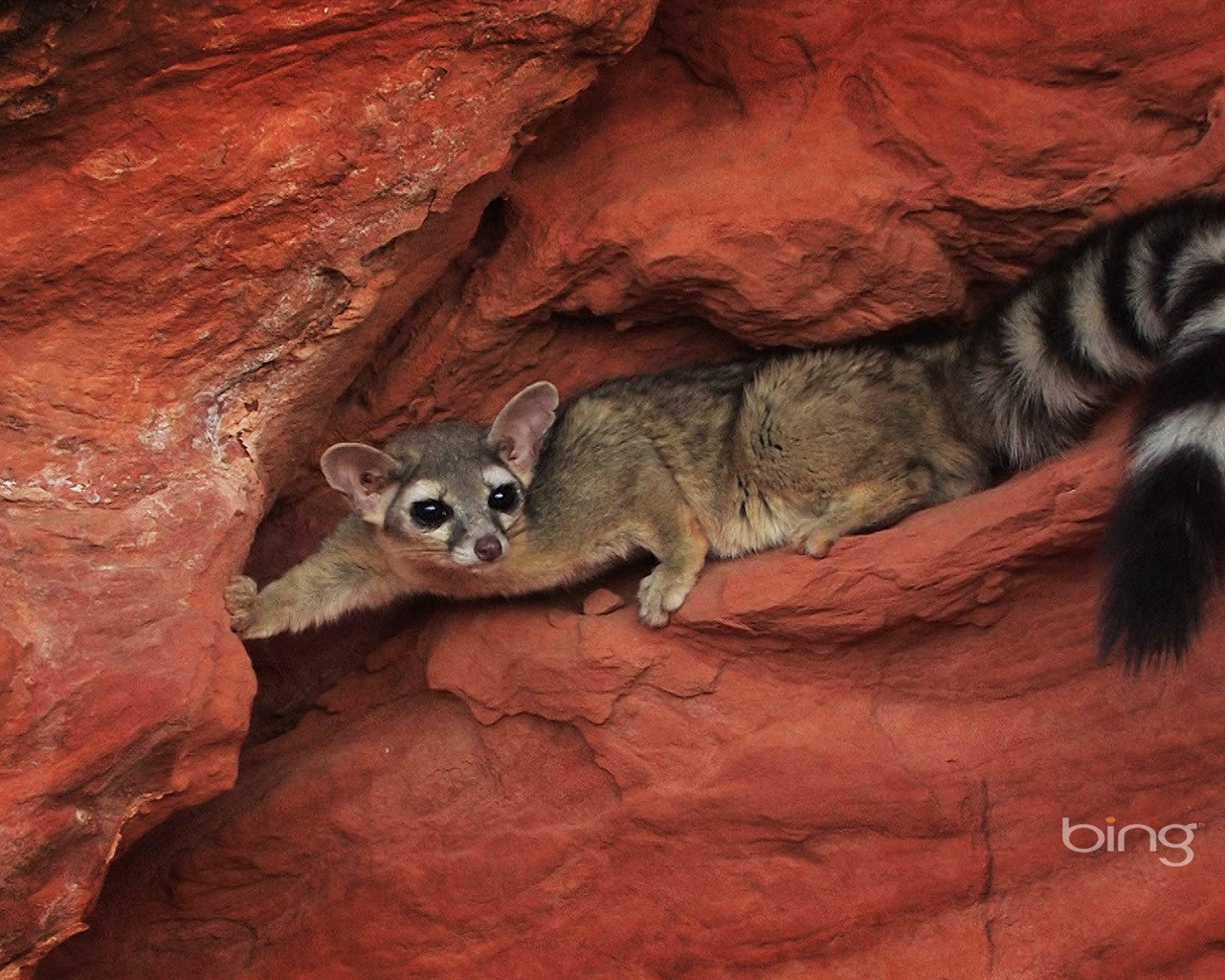 2013 Bing animaux officielles et fonds d'écran HD de paysage #6 - 1280x1024