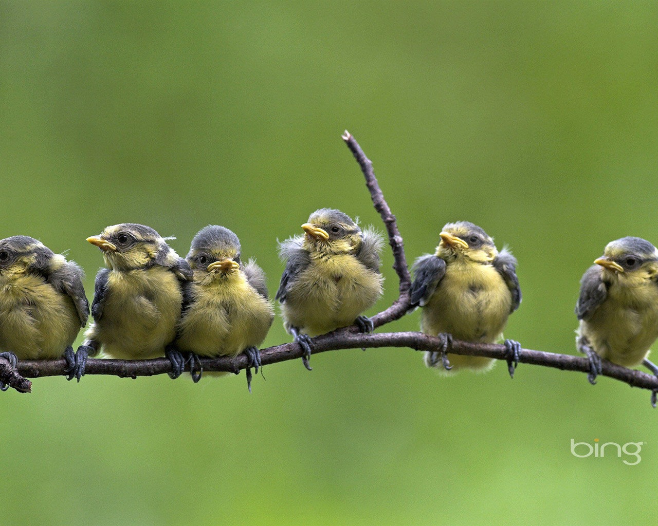 2013 Bing oficiální zvířata a krajiny HD Tapety na plochu #14 - 1280x1024