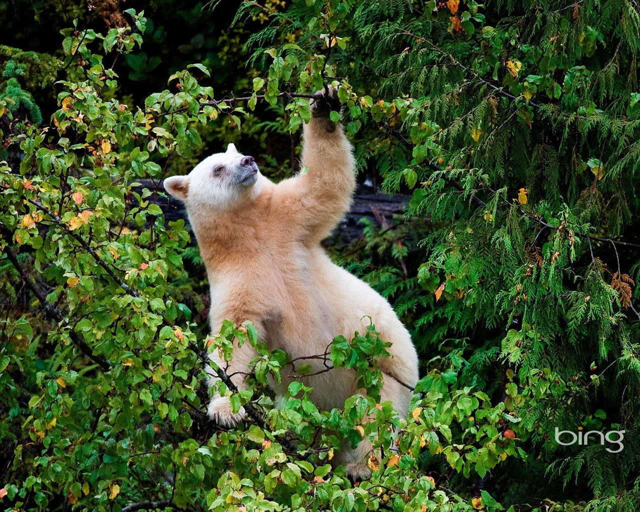 2013 Bing animaux officielles et fonds d'écran HD de paysage #26 - 1280x1024