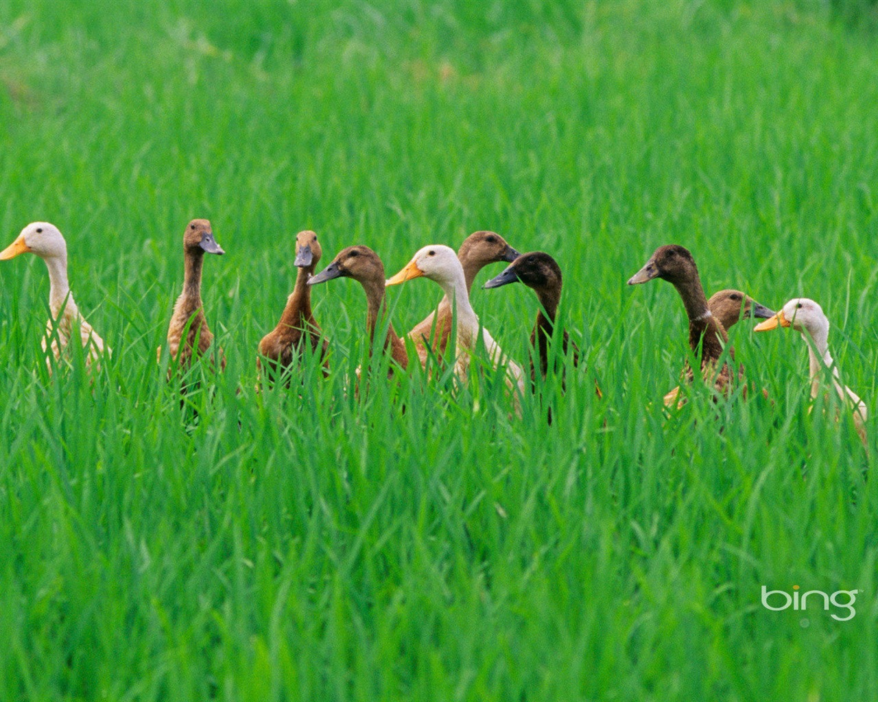 2013 Bing animaux officielles et fonds d'écran HD de paysage #30 - 1280x1024