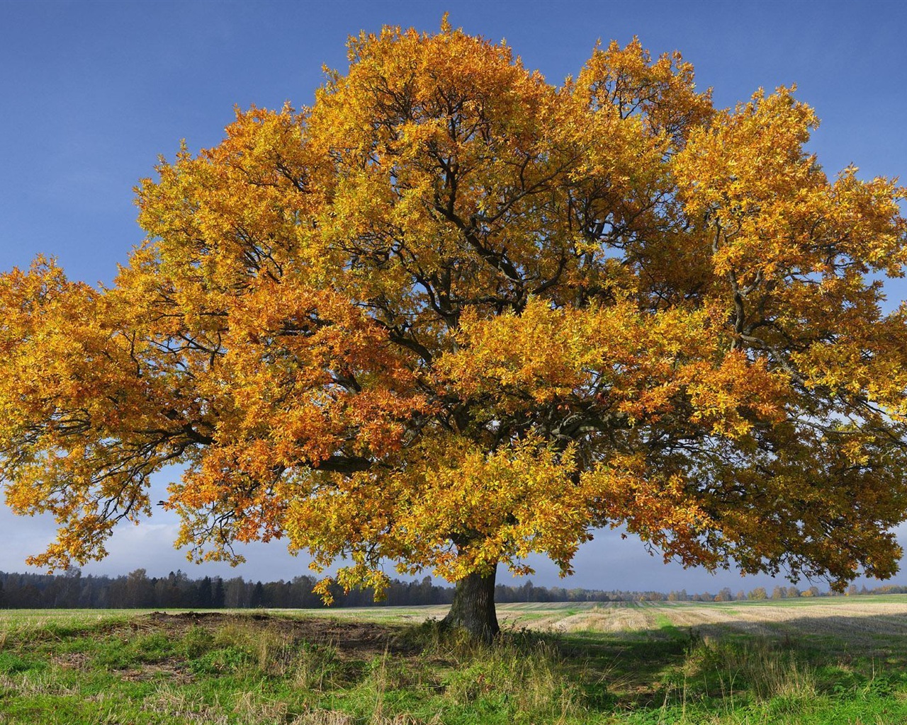 Švédsko sezón přírodní krásy HD tapety na plochu #6 - 1280x1024
