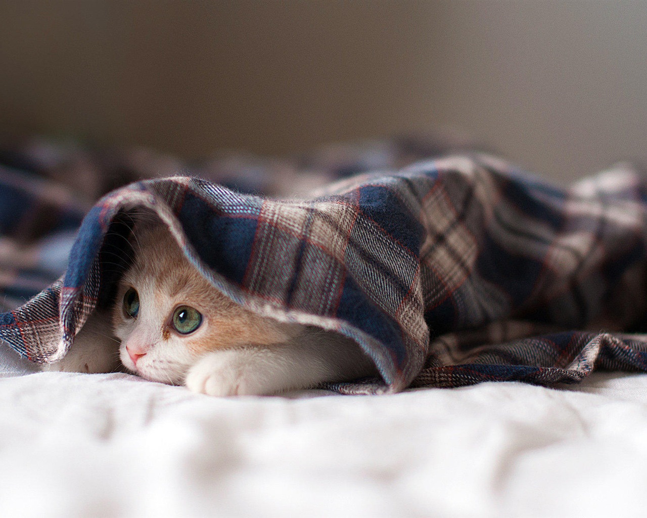 Fun funny cat HD wallpapers #3 - 1280x1024