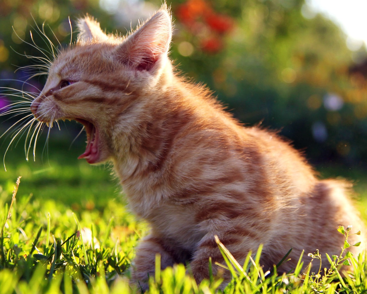 Fun funny cat HD wallpapers #7 - 1280x1024