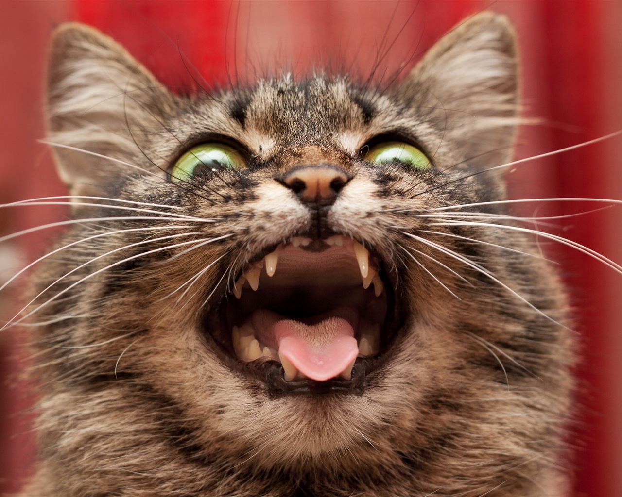 Fun funny cat HD wallpapers #14 - 1280x1024