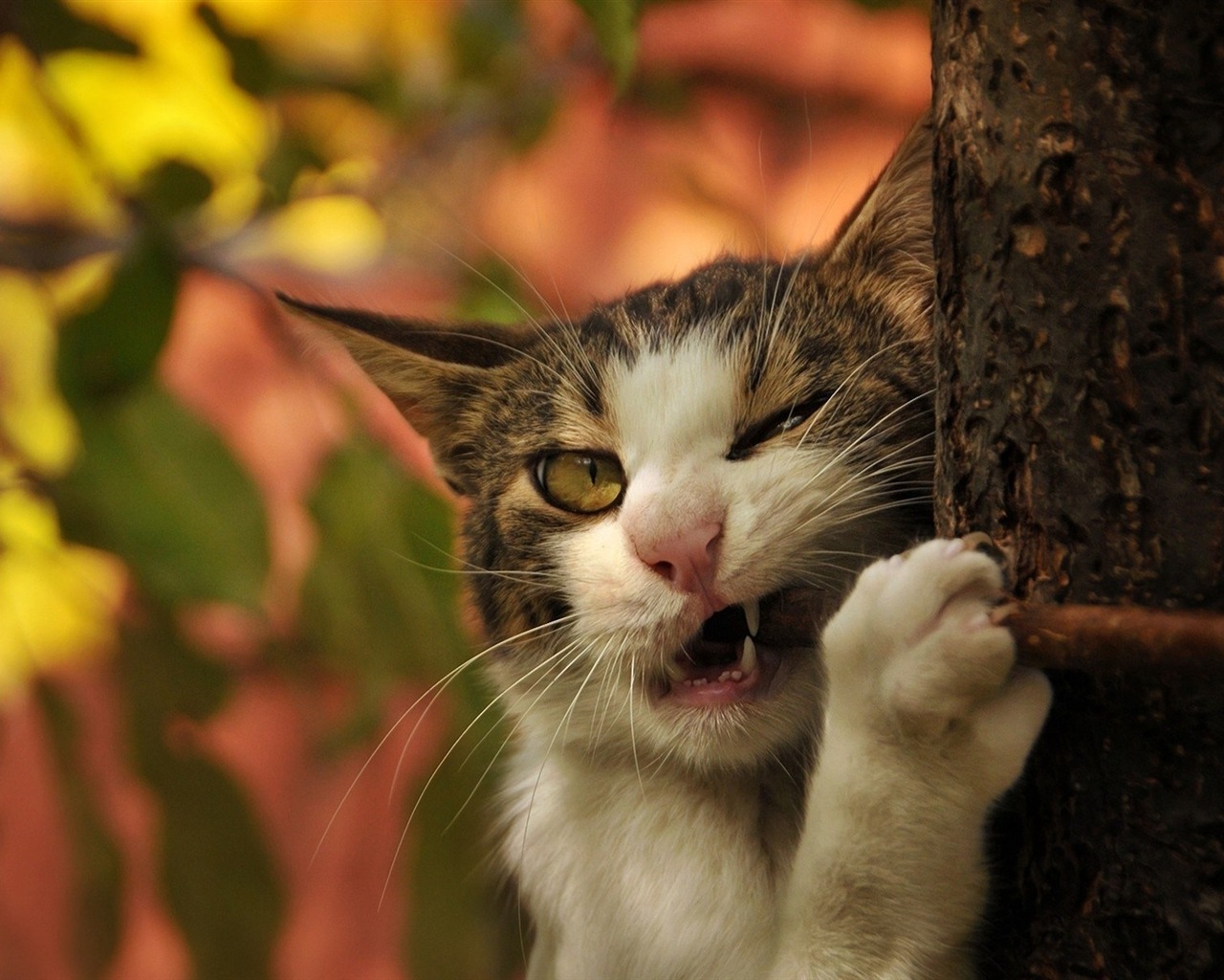 Fun funny cat HD wallpapers #16 - 1280x1024