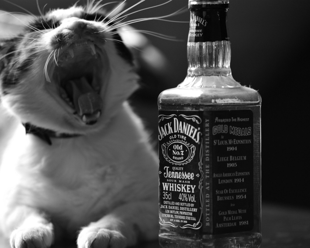 Fun funny cat HD wallpapers #18 - 1280x1024