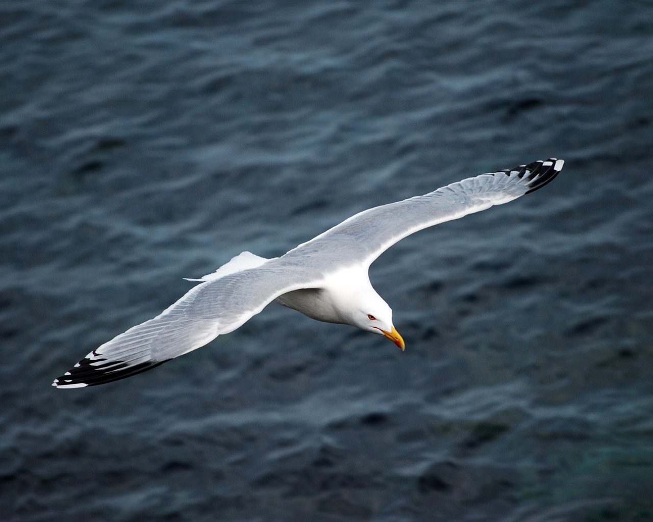 海上的鳥 海鷗高清壁紙 #2 - 1280x1024