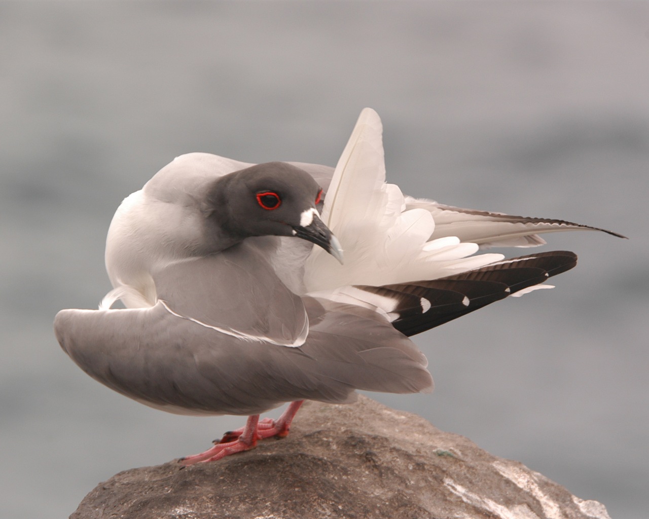 Sea bird seagull HD wallpapers #3 - 1280x1024
