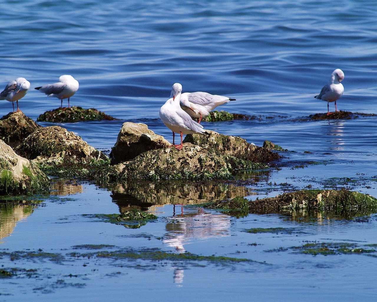 Ave marina Gaviota HD wallpapers #6 - 1280x1024